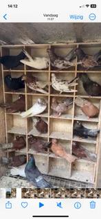 Tuimelaars, Dieren en Toebehoren, Meerdere dieren, Tuimelaar of Roller