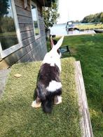 Konijnen, Dieren en Toebehoren, Konijnen, Mannelijk, Klein, 0 tot 2 jaar