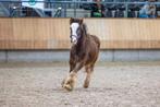 1 jarige tinker appaloosa hengst, Dieren en Toebehoren, Pony's, Onbeleerd, Hengst, 0 tot 2 jaar, Gechipt