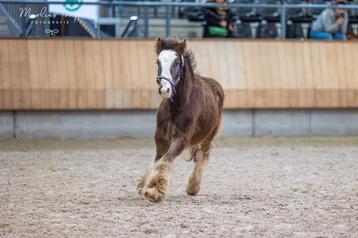 1 jarige tinker appaloosa hengst 