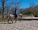 Bijrijder gezocht voor brave Appaloosa C pony, Dieren en Toebehoren, Ophalen, Zo goed als nieuw