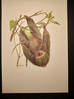 Tweevingerige Luiaard, Verzenden, 1980 tot heden, Zo goed als nieuw, Dier