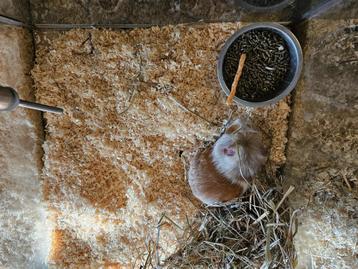 Mus porcellus Cavia beschikbaar voor biedingen