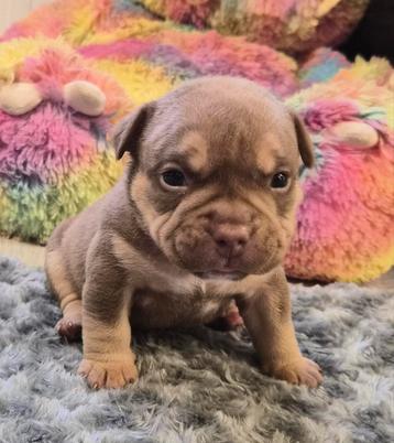 American bully Micro pups tricolor Cowboy beschikbaar voor biedingen