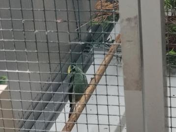 Smaragd tangara/Tangara Florida gezocht! beschikbaar voor biedingen