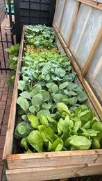 Moestuin planten sla andijvie boerenkool rodekool palmkool!, Tuin en Terras, Planten | Tuinplanten, Ophalen, Volle zon, Groenteplanten