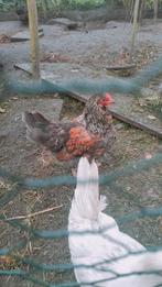 Araucana  schijndelaar haan, Dieren en Toebehoren, Pluimvee