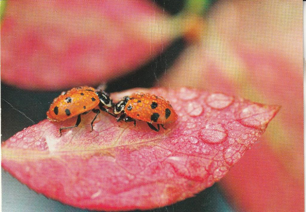 Lieveheerbeestjes op een blad met dauwdruppels, Verzenden, 1980 tot heden, Gelopen, Overige soorten