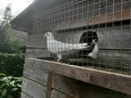 Koppel jonge witte duiven, Dieren en Toebehoren, Meerdere dieren, Overige soorten