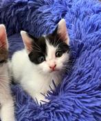 Lieve vriendelijke katertje, Dieren en Toebehoren, Katten en Kittens | Overige Katten, Kortharig, 0 tot 2 jaar, Kater