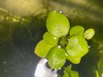 Limnobium laevigatum – Amazone kikkerbeet, Dieren en Toebehoren, Plant(en), Steen of Hout, Zo goed als nieuw, Ophalen