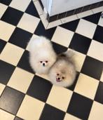 Pomeranian, Pomeriaan reu 4 mnd wit - cream met stamboom, Dieren en Toebehoren, Nederland, 15 weken tot 1 jaar, Reu, Meerdere