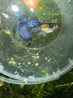 blue dragon ss halfmoon, gup,guppy,guppen, Vis, Zoetwatervis