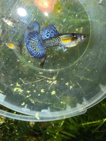 blue dragon ss halfmoon, gup,guppy,guppen beschikbaar voor biedingen