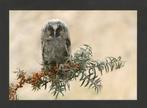 Uil Jonge Ransuil Asio Otus Herfst Vuurdoorn., Ophalen of Verzenden, 1980 tot heden, Ongelopen, Vogel