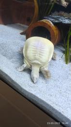 Albino Softshell Schildpad, Overige typen, Zoetwatervis