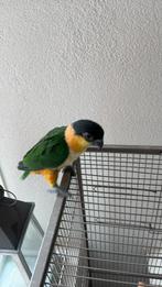 Tamme caique, Dieren en Toebehoren, Vogels | Parkieten en Papegaaien, Geslacht onbekend, Parkiet