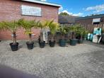 LAATSTE mooie palmen in luxe pot, Bloeit niet, 100 tot 250 cm, Palmboom, Ophalen