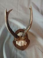 Gewei van reebok, hert  met schedel op eiken wandbord, Ophalen of Verzenden, Zo goed als nieuw, Hert, Gewei of Kop