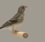 te koop gevraagd alle soorten tropen  goede prijzen, Dieren en Toebehoren, Vogels | Overige Vogels, Meerdere dieren, Tropenvogel
