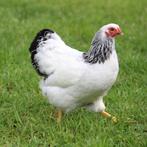 Wyandotte kriel witzwart- en witblauwcolumbia, Dieren en Toebehoren, Vrouwelijk, Kip
