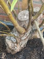 dikke yamadori perenboom, Tuin en Terras, Planten | Bomen, Ophalen, Volle zon, Overige soorten
