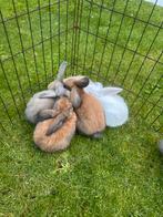 Dwerg Hangoor Konijntjes, Dieren en Toebehoren, Konijnen, Meerdere dieren, Dwerg, Hangoor