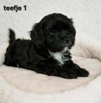 Super mooie gezonde boomer pups.Maltezer maal shih tzu, Dieren en Toebehoren, Honden | Chihuahua's en Gezelschapshonden, Overige rassen