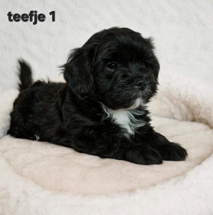Super mooie gezonde boomer pups.Maltezer maal shih tzu, Dieren en Toebehoren, Honden | Chihuahua's en Gezelschapshonden, Meerdere dieren