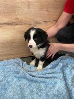 Puppy te koop, Dieren en Toebehoren, Honden | Herdershonden en Veedrijvers, Particulier, 8 tot 15 weken, België, Reu