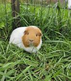 Zumba zoekt een huisje! (cavia zeugje), December, Vrouwelijk, Cavia
