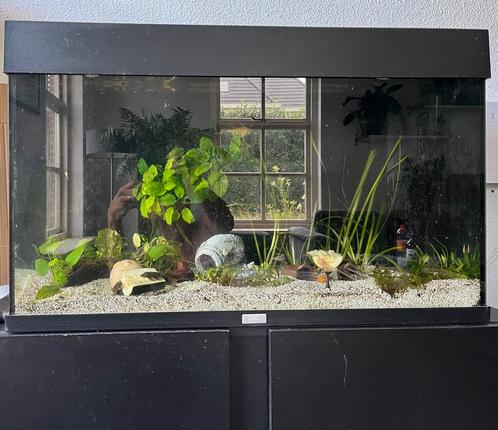 Conpleet Juwel aquarium met kast, Dieren en Toebehoren, Vissen | Aquaria en Toebehoren, Gevuld zoetwateraquarium, Ophalen