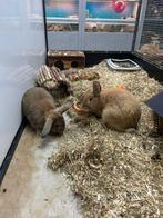 Hangoor konijnen voedsters 4/5 maanden oud (alleen samen), Vrouwelijk, Middelgroot, Hangoor, 0 tot 2 jaar
