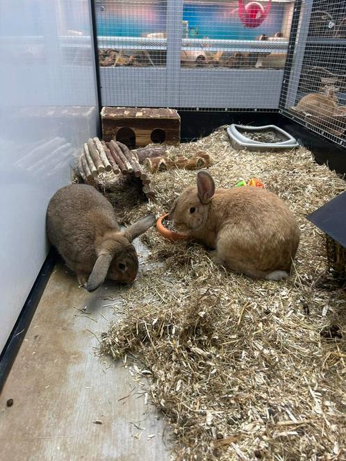 Hangoor konijnen voedsters 4/5 maanden oud (alleen samen), Dieren en Toebehoren, Konijnen, Middelgroot, Vrouwelijk, 0 tot 2 jaar