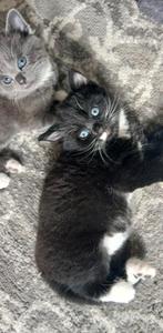 Lief zwart-wit poesje zoekt een warm thuis, Dieren en Toebehoren, Katten en Kittens | Raskatten | Korthaar, Poes