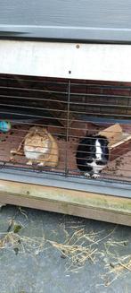 2 broertjes cavia's zoeken een fijn nieuw huisje, Dieren en Toebehoren, Knaagdieren, Cavia, Mannelijk, Juli, Tam