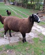 Zwartbles rammen 3 st, Dieren en Toebehoren, Schapen, Geiten en Varkens, Mannelijk, Schaap