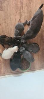 Kruising Blauwe rus kittens uit de opvang, Dieren en Toebehoren, Meerdere dieren, Kortharig, 0 tot 2 jaar