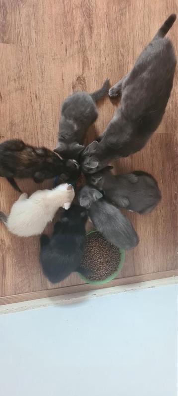 Kruising Blauwe rus kittens uit de opvang beschikbaar voor biedingen