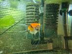 Koi maanvis vrouw, Dieren en Toebehoren, Vissen | Aquariumvissen, Vis