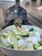 Kolerbranderschildpad zoekt een nieuw huisje, Schildpad, Met terrarium, 11 jaar of ouder