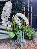 Neppe orchideeën plant, Ophalen of Verzenden, Gebruikt, Binnen