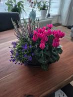 Kamerplant combi, Ophalen, Overige soorten, Minder dan 100 cm