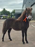 NSPS shetlander hengstjes, Hengst, A pony (tot 1.17m), Ontwormd, 0 tot 2 jaar