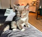 Britse korthaar kittens, Dieren en Toebehoren, Katten en Kittens | Dekkaters