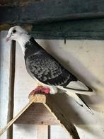 21 mooie wedstrijd postduiven, Dieren en Toebehoren, Vogels | Duiven, Meerdere dieren, Postduif