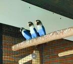 Agapornissen Personata, Dieren en Toebehoren, Vogels | Parkieten en Papegaaien, Geslacht onbekend, Dwergpapegaai of Agapornis