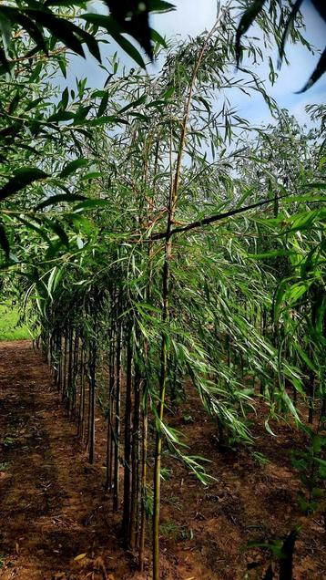 Salix sepulcralis 'Chrysocoma'  🌳 treurwilg beschikbaar voor biedingen