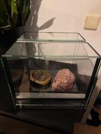 Terrarium, Dieren en Toebehoren, Reptielen en Amfibieën | Toebehoren, Ophalen, Zo goed als nieuw, Terrarium of Paludarium