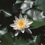 waterplanten, waterlelie, lelieaarde, substraat, pootmanden, Volle zon, Vaste plant, Ophalen of Verzenden, Zomer